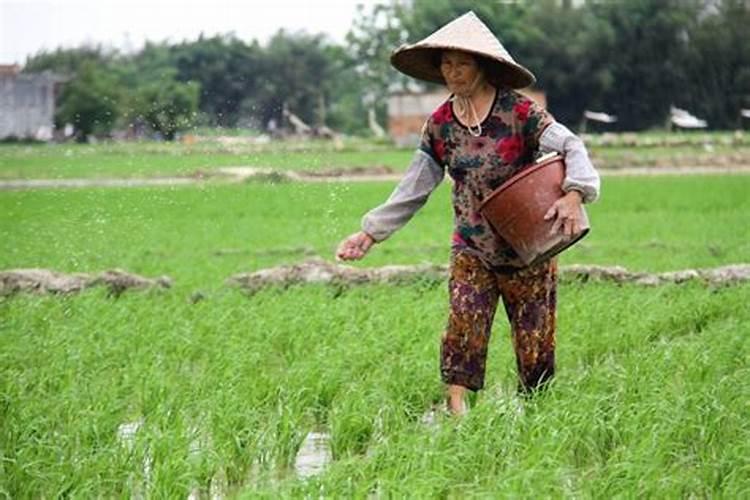 水溶肥使用技巧