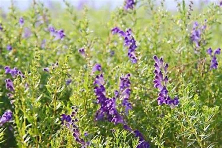 黄芪要如何种植？正确的栽培技术是什么？