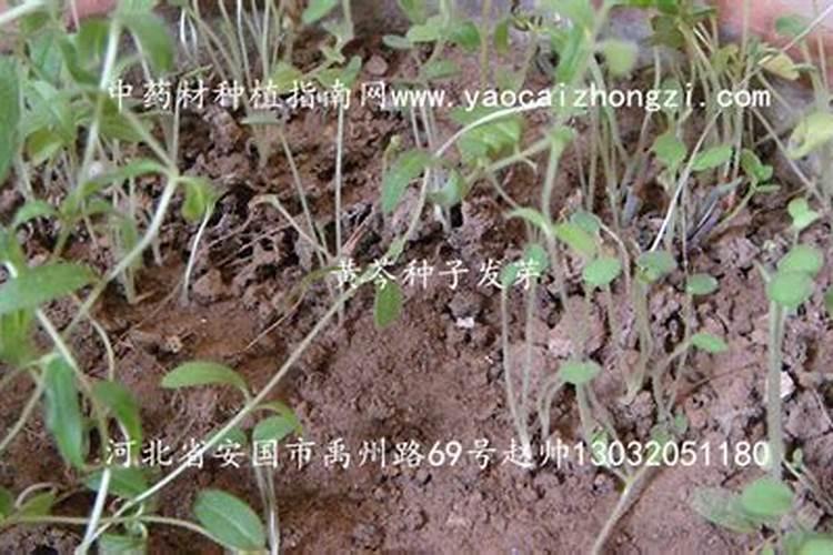 西洋南瓜的栽培技术 南瓜种植需要注意什么