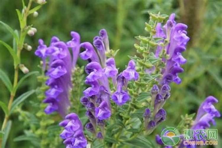 【穿山龙】的功效与作用