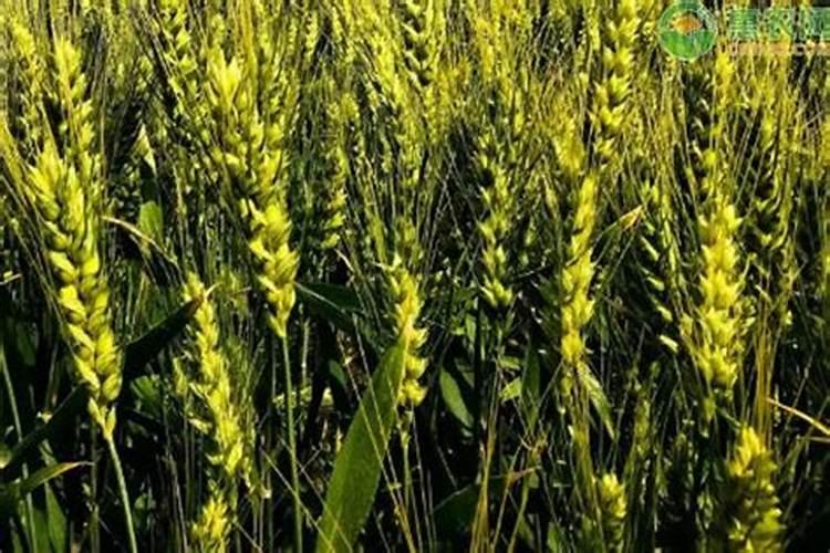 给小麦浇水,一亩地用多少尿素为好？