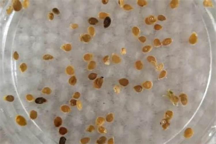 芸苔素内酯使用方法与用量