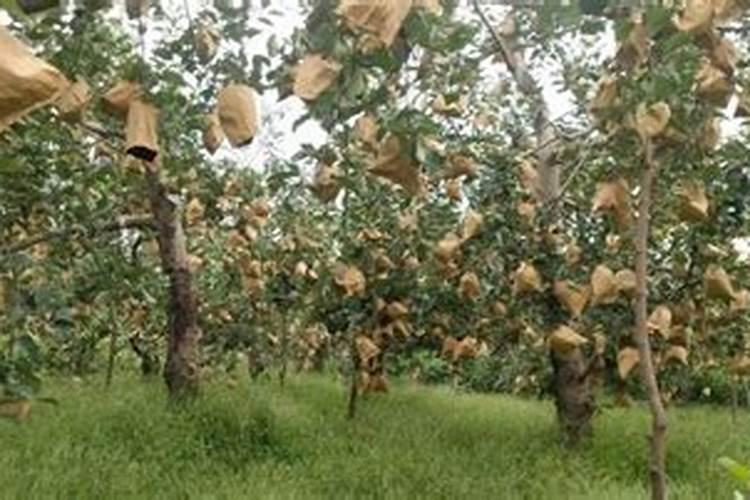 苹果成熟了有红点病毒怎么办