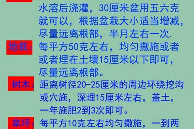 茶花现在要怎样养护？