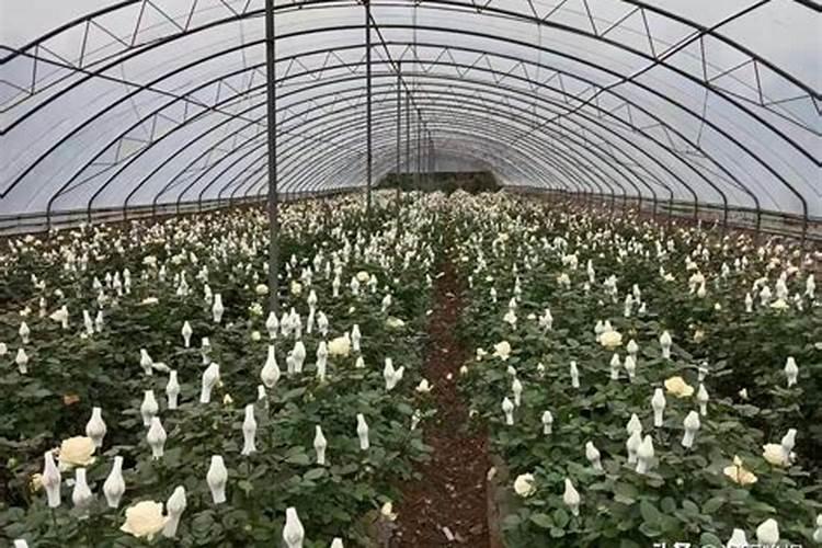大棚玫瑰花在平茬够施用什么化肥施多少一亩地