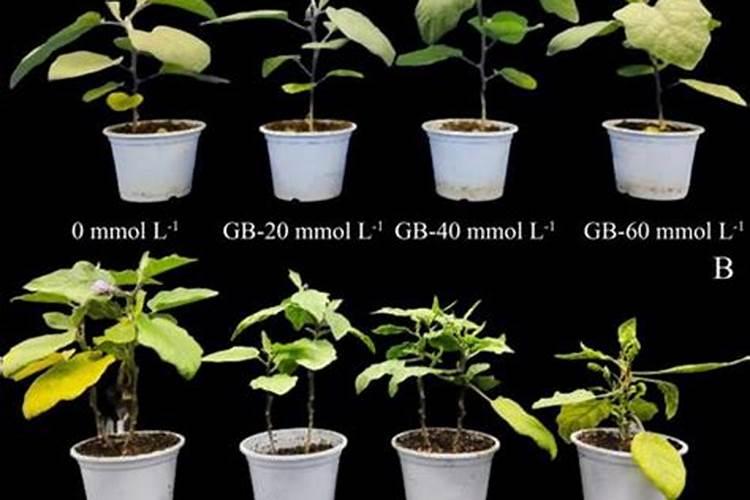 三方聚合氨基酸复合肥特点