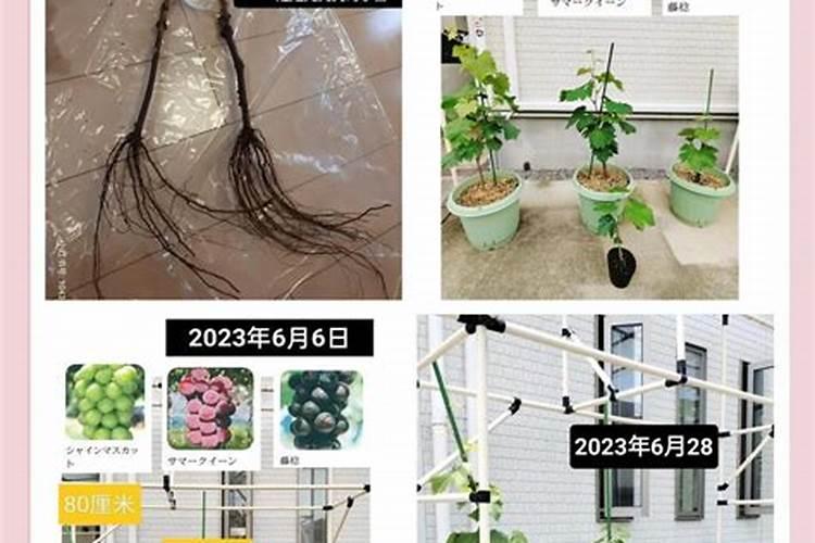 山西运城:包着蜜糖的豆角