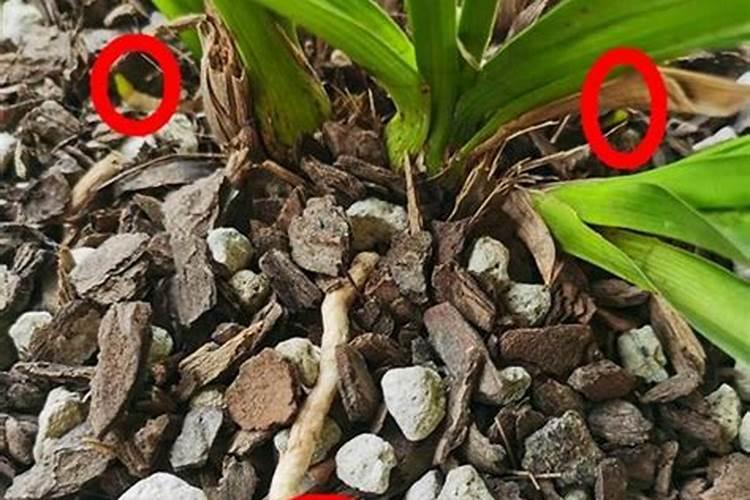 兰花用什么肥料最好