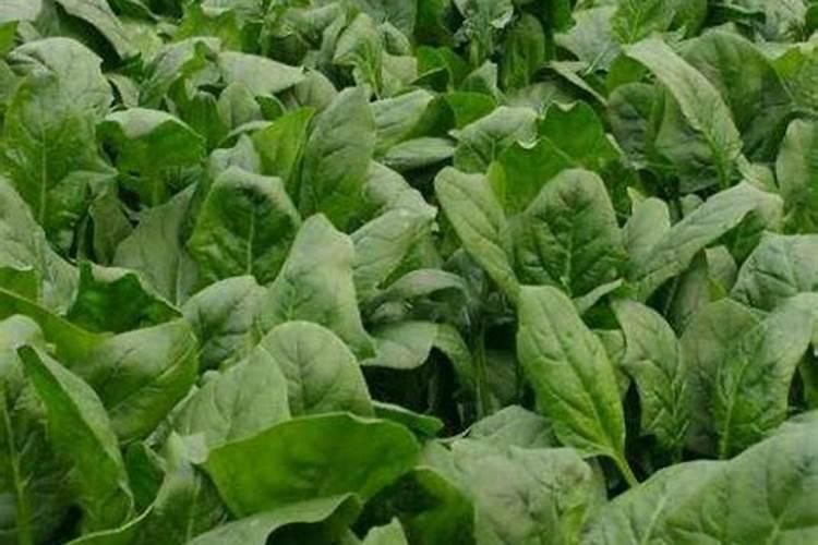 刚出苗的菠菜需要施肥吗？施什么肥好？