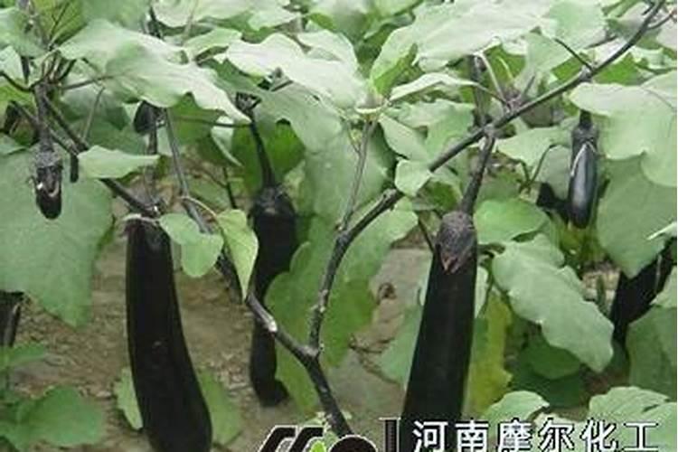 茄子长的慢喷什么叶面肥好？