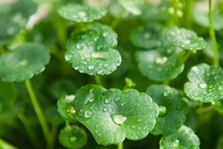 铜钱草施什么肥 铜钱草怎么施肥