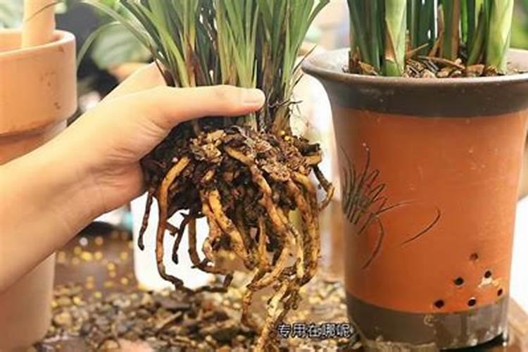 10月份兰花怎么浇水,怎么施肥