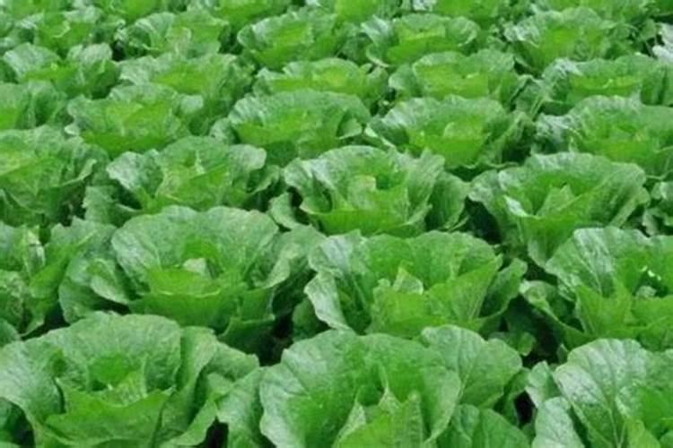 种植大白菜怎样施肥才产量高(种大白菜需要什么底肥)