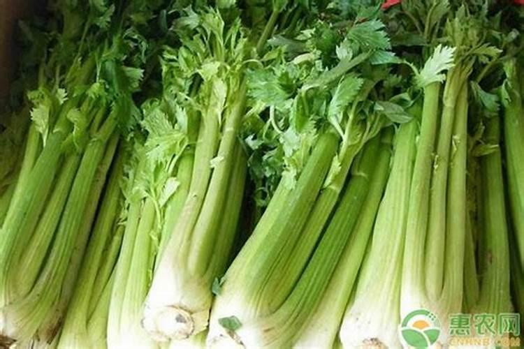 芹菜需要哪种肥料,该怎么施肥才能长好？