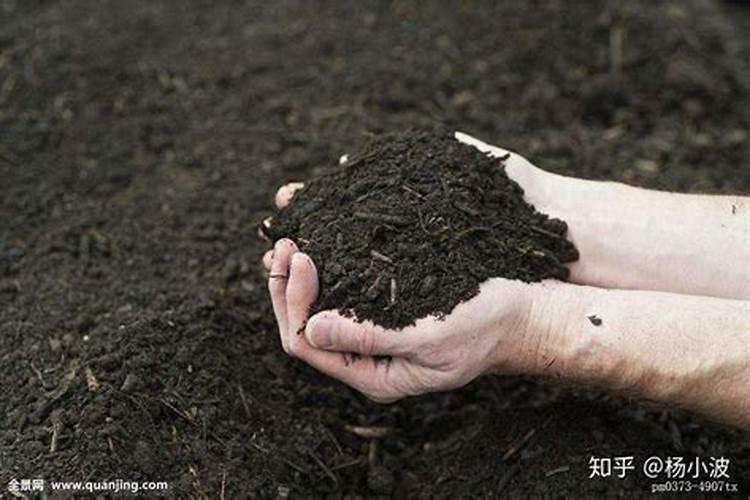 盆栽人参果是用发酵好的豆饼肥好还是用发酵好的豆粕肥好