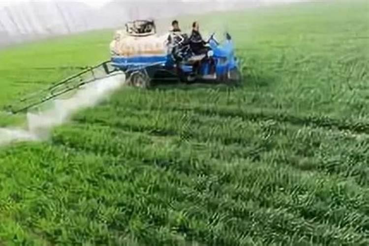 瓜果蔬菜叶面肥的正确使用方法(什么时候打叶面肥好)