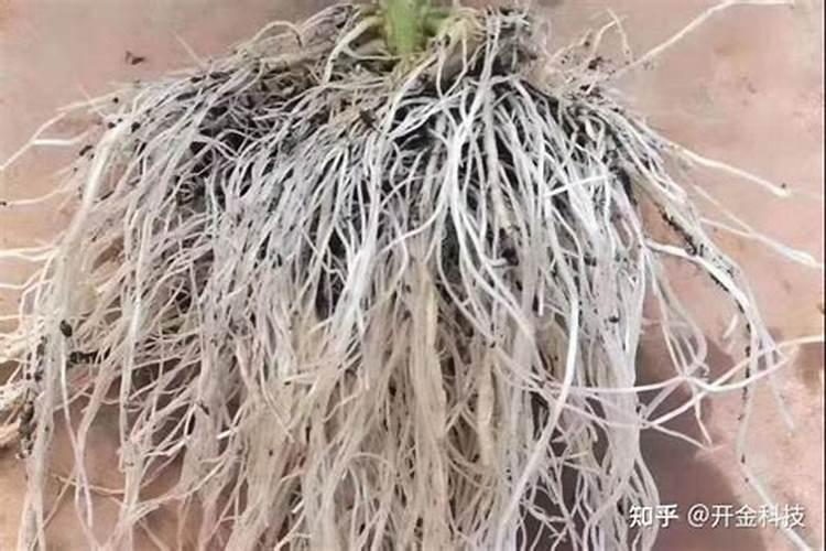 郑州巨格生物有限公司的产品