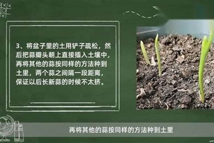 种大蒜最好的复合肥