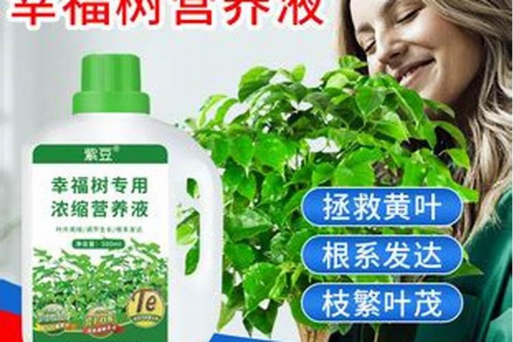 幸福树施什么肥最好 幸福树怎么施肥