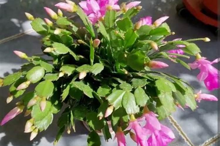 蟹爪兰开花能施肥吗施什么肥最好