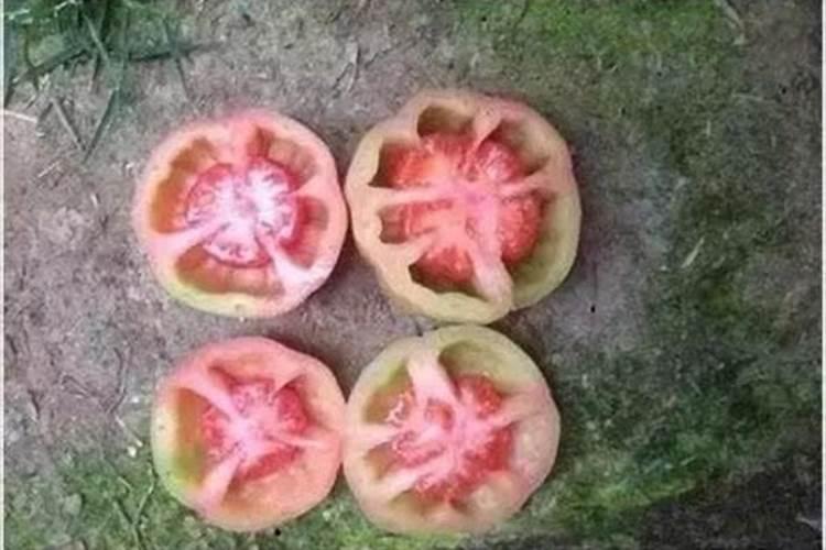 西红柿空果,应该冲什么肥料