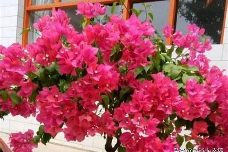 三角梅施肥什么肥最好 三角梅缺铁黄叶怎么追肥