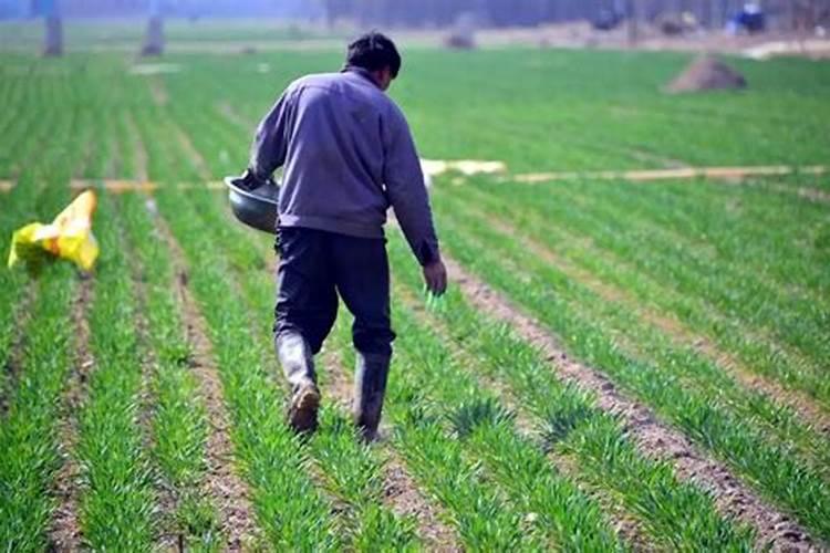 辛硫磷在鱼塘药效多久能施肥