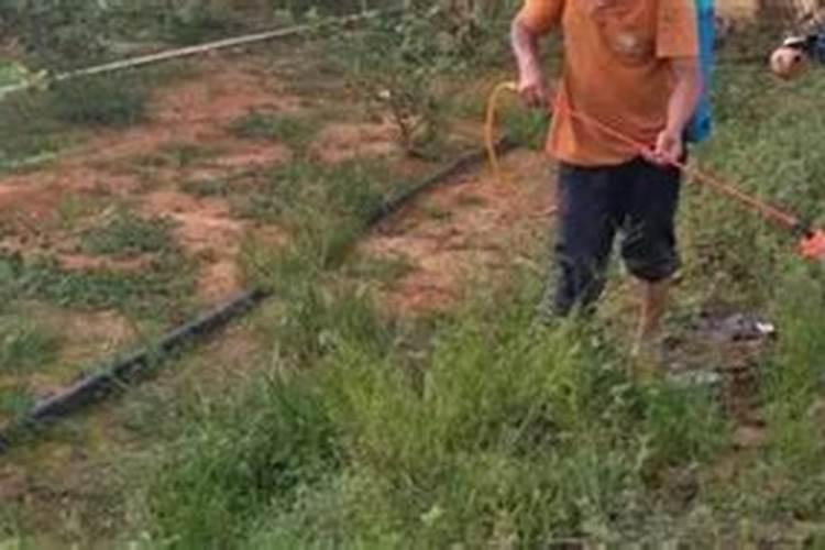 先打除草剂还是先打叶面肥