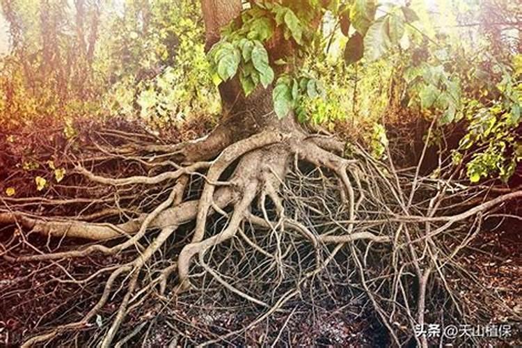 生根最快的肥料