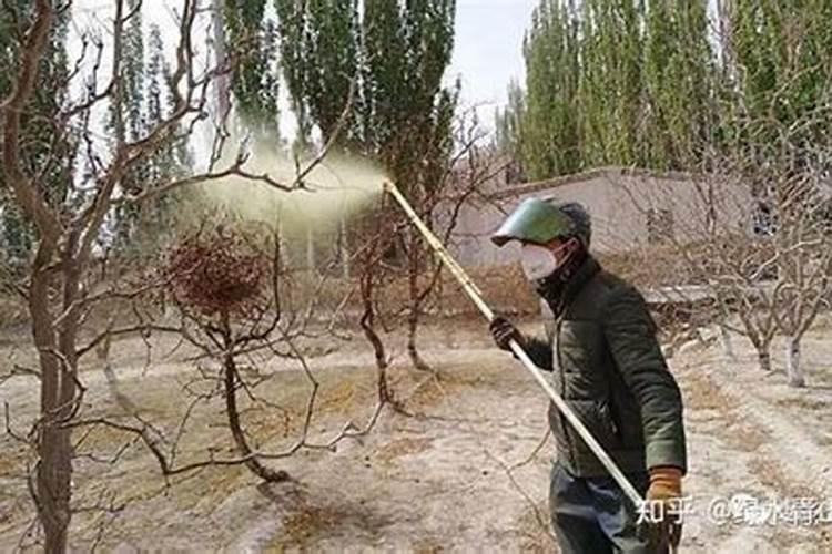 花椒树用什么肥料好