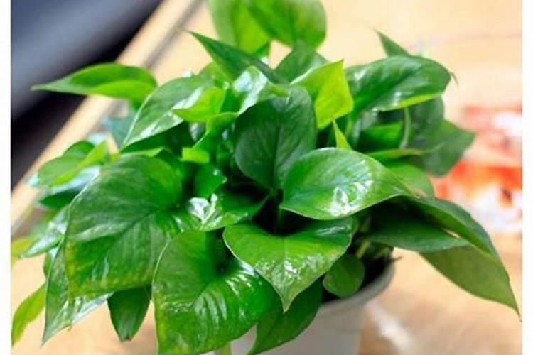 冬枣树环剥后,树叶发黄应喷啥叶面肥？