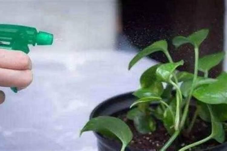 用尿素怎么给绿萝施肥