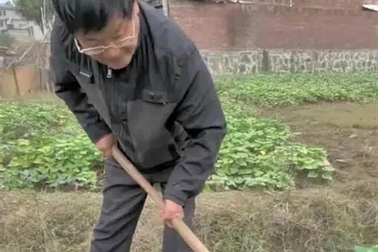 水稻出包时能不能使用除草剂？