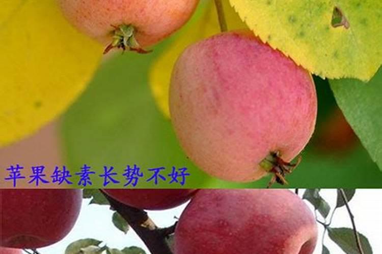 果树冲施肥多久用一次,冲施肥与水溶肥的区别,冲施肥的效果怎么样？