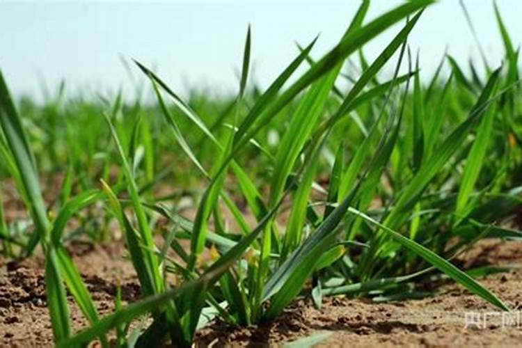 促进小麦分蘖和授粉的措施