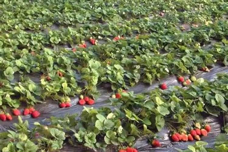 果树如何施农家肥