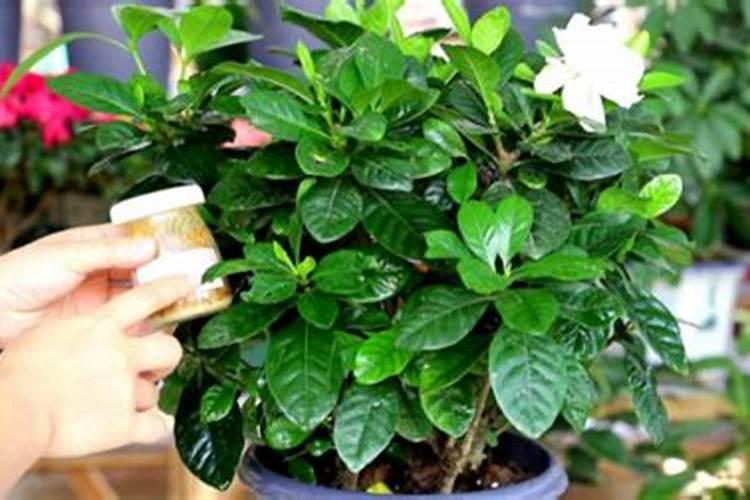 栀子花施什么肥最好