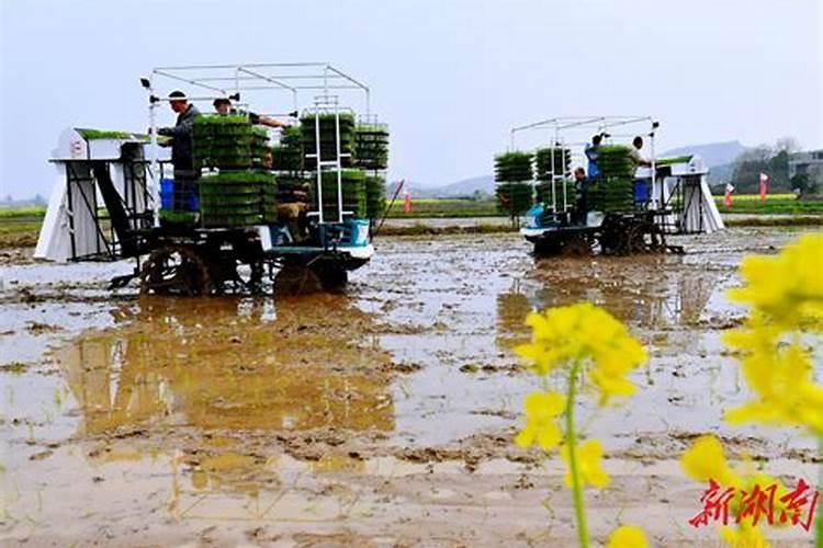 试论水稻抛秧栽培法水稻抛秧机
