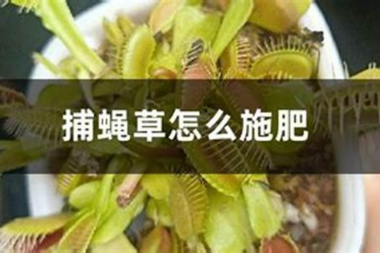 捕蝇草的养殖方法和注意事项