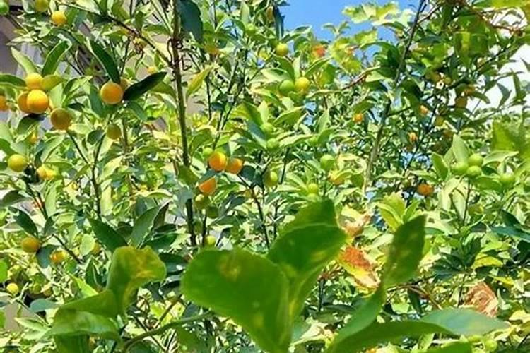 脆皮金桔孕出花苞多大就可以喷鹏肥