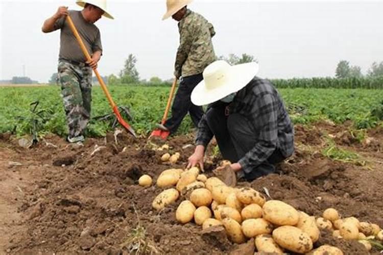 马铃薯对养分的要求