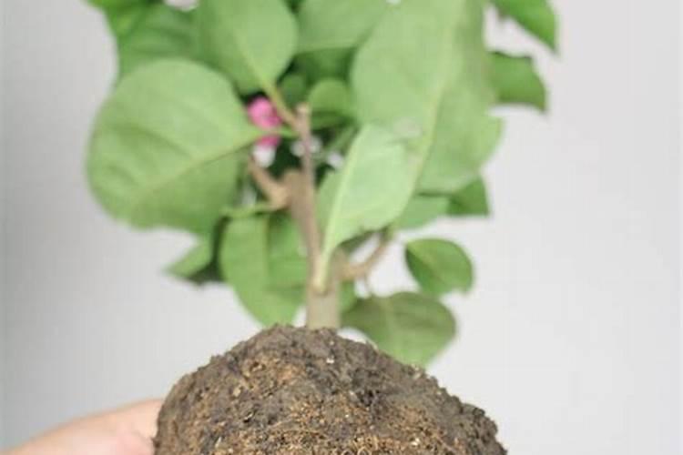 三角梅如何正确控水施肥？