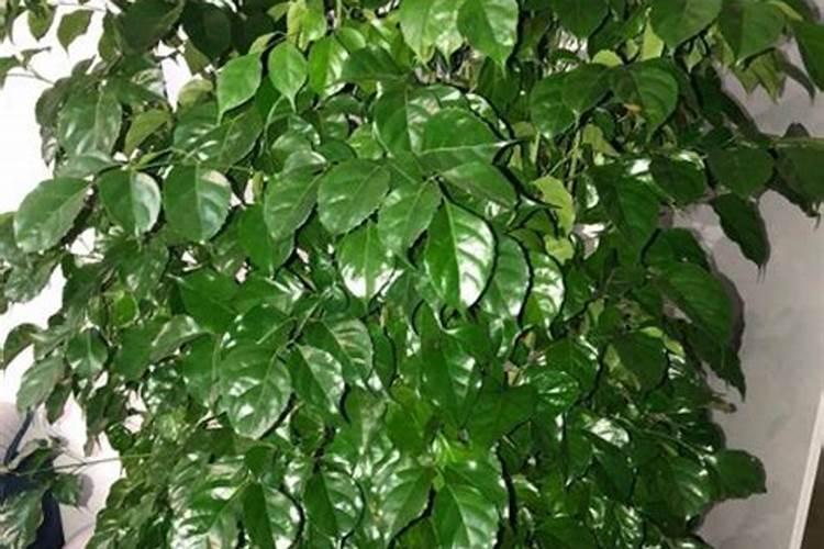 幸福树用什么肥料