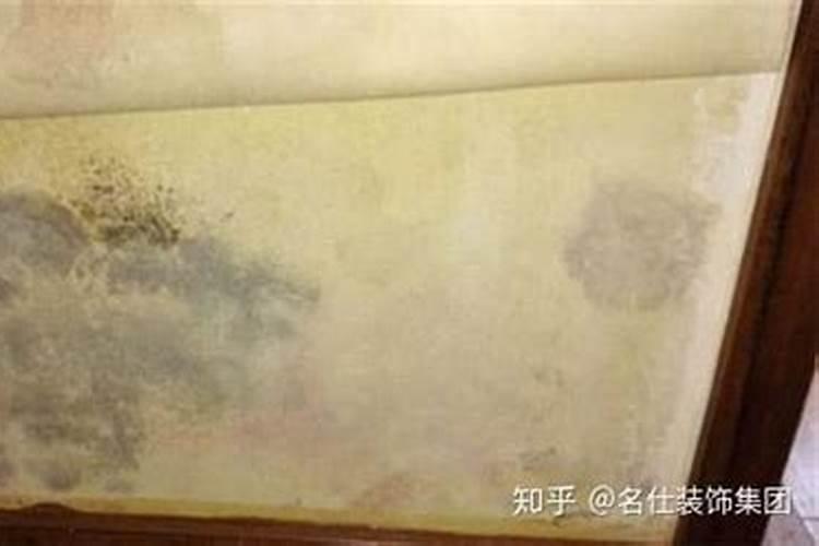 发财树树根发霉腐烂怎么处理