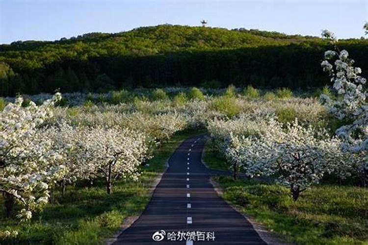 樱花树可以用果树肥料吗？