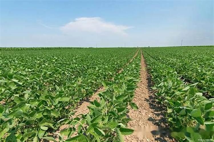 蔬菜作物缺钾有哪些症状？怎样防治？