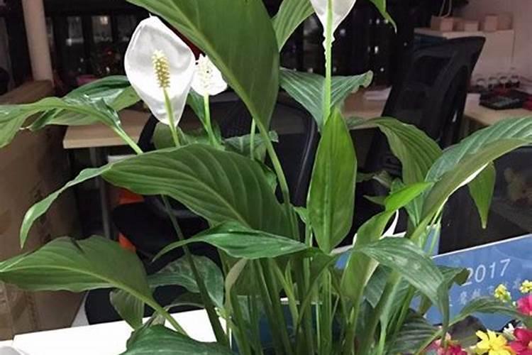 白掌花期施什么肥？