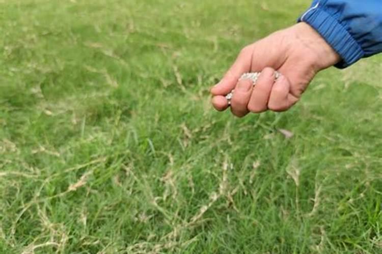 果岭草如何施肥