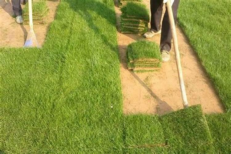 果岭草施肥可以用复合肥吗