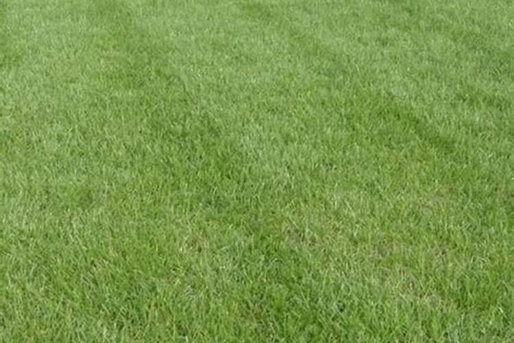 果岭草施肥的话可以用复合肥吗？